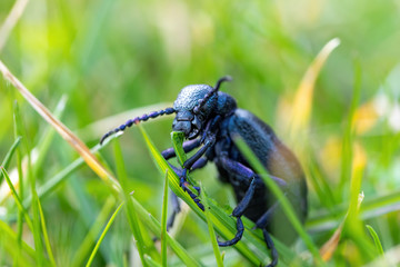 big poisonous Violet oil beetle feeding on fresh green gras, Meloe violaceus in Spring time. Europe Czech Republic wildlife