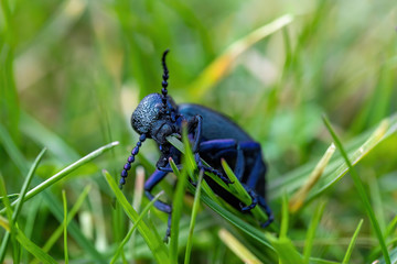big poisonous Violet oil beetle feeding on fresh green gras, Meloe violaceus in Spring time. Europe Czech Republic wildlife