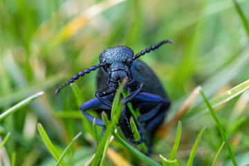 big poisonous Violet oil beetle feeding on fresh green gras, Meloe violaceus in Spring time. Europe Czech Republic wildlife