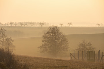 Fototapeta premium fall spring and foggy landscape with a tree silhouette on a fog at sunrise, Puklice Vysocina. Europe Czech Republic countryside