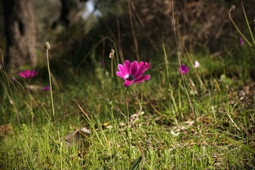 Anemone: The Messenger of Spring