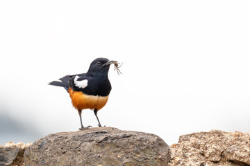 Fototapeta premium Mocking Cliff Chat on Wooden Log. Mocking cliff chat, Thamnolaea cinnamomeiventrid, is perching on stone in Gondar, Ethiopia, Africa wildlife