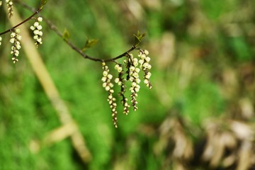 Stachyurus praecox / Dioecious deciduous shrub