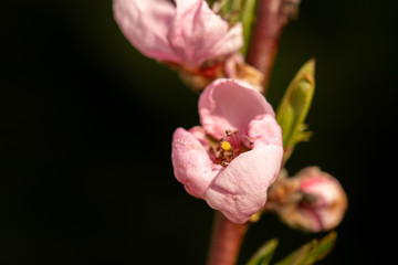 Peach blossom