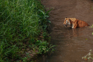 Pantera tigris sondaica or sumatran tiger in the zoo © iniaz