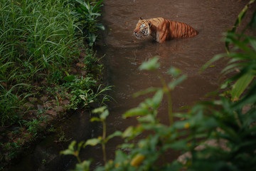 Pantera tigris sondaica or sumatran tiger in the zoo © iniaz
