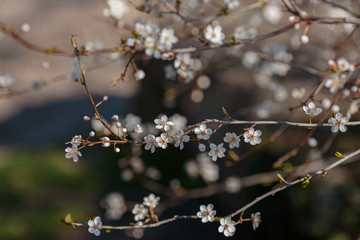 Blossoming branch with with flowers of cherry plum.