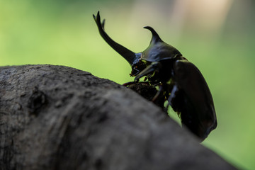 カブトムシ 甲虫 オス