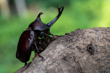 カブトムシ 甲虫 オス