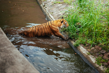 Pantera tigris sondaica or sumatran tiger in the zoo © iniaz