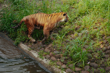 Pantera tigris sondaica or sumatran tiger in the zoo © iniaz