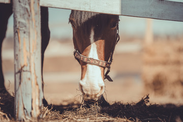 old mare horse in halter eating hay in paddock in spring daytime
