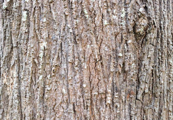 Closeup Tree Bark Texture For Background  , Old Wood Tree background surface  natural pattern
