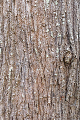 Obraz premium Closeup Tree Bark Texture For Background , Old Wood Tree background surface natural pattern