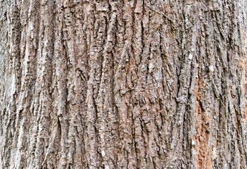 Closeup Tree Bark Texture For Background  , Old Wood Tree background surface  natural pattern