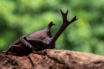 カブトムシ 甲虫 オス