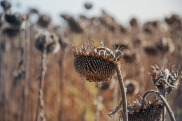 Mature dry sunflowers in the autumn field are ready for harvest. Agricultural field of sunflower.