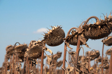Ripe dry sunflowers on an autumn field ready for harvest against a blue sky. Agricultural field of sunflower.
