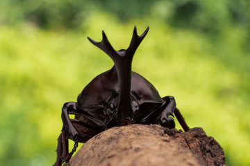 カブトムシ 甲虫 オス
