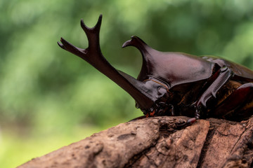 カブトムシ 甲虫 オス