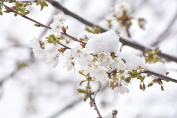 Snow on a first buds and white flowers on tree. Concept of bad weather condition, frost and agriculture disaster. Damage to the orchard