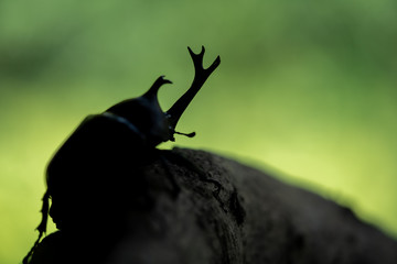 カブトムシ 甲虫 オス