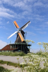 Plakat View of traditional Dutch windmill with the flowers as clear foreground in spring at the Zaanse Schans, Zaandam, Netherlands