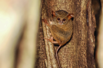 Tarsius Tarsier On The Tree 