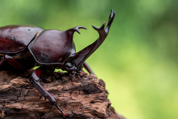 カブトムシ 甲虫 オス