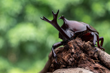 カブトムシ 甲虫 オス