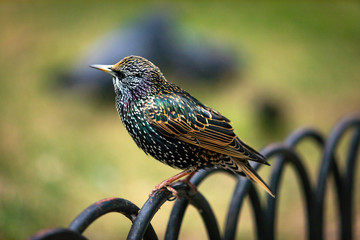 Starling in New York City