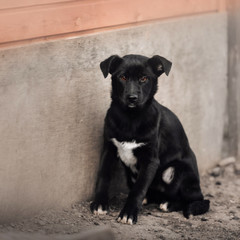Naklejka premium black mixed breed puppy sitting in a dog shelter