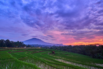 Fototapeta na wymiar Beautiful rice field under the cloudy sunset