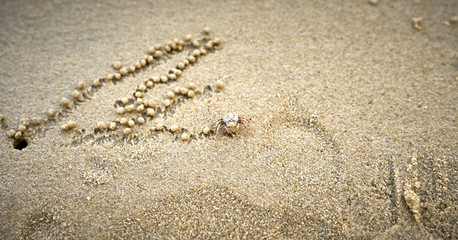 Ghost Crab drawing a pattern with pills of sand