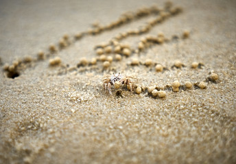 Ghost Crab drawing a pattern with pills of sand
