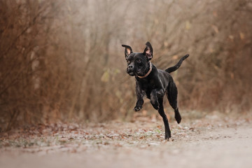 cane corso dog running outdoors