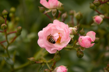 pink flower with hidden bee