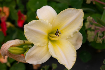 yellow flower with beautiful stamens