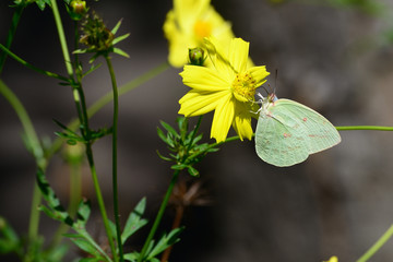Common Brimstone, Gonepteryx rhamni is one kind of butterfly with yellow wings