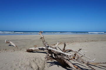 Costa Rica - Playa Grande - Treibholz