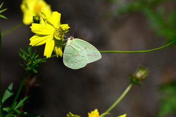 Common Brimstone, Gonepteryx rhamni is one kind of butterfly with yellow wings