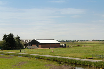 Fototapeta na wymiar Landscape of Dutch with houses and cows in spring, Zaandam, Netherlands