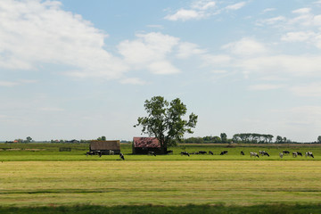 Landscape of Dutch with houses and cows in spring, Zaandam, Netherlands