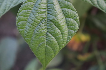 A close-up of a large leaf with clear and fine lines.