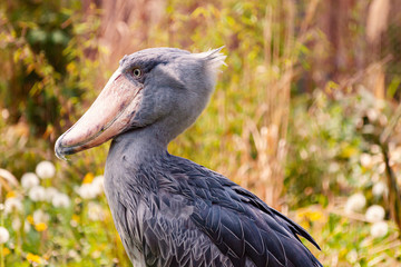 Shoebill Bird Profile in Spring Garden with Dandelions.