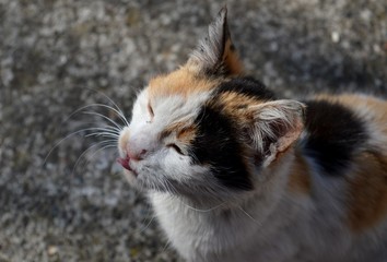 one little cute colorful cat