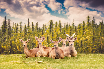 Herd of Deer Sitting on Meadow with Hemp Field on Background