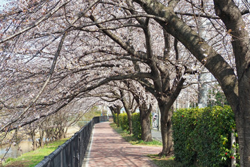 空堀川の桜