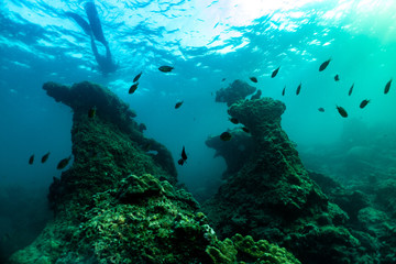 Fototapeta na wymiar freedivers swimming in the sea underwater.