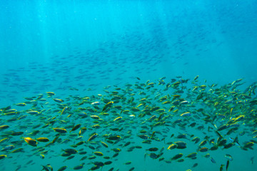 Fototapeta na wymiar fish school swimming in seawater.